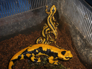 pirene-faia to giguri.jpg